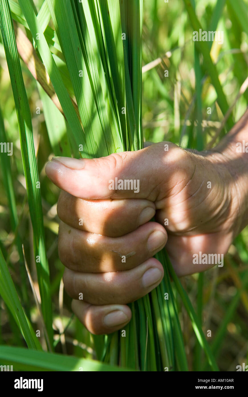 Mano di un agricoltore che detiene il riso, Takeo Provincia, Cambogia Foto Stock