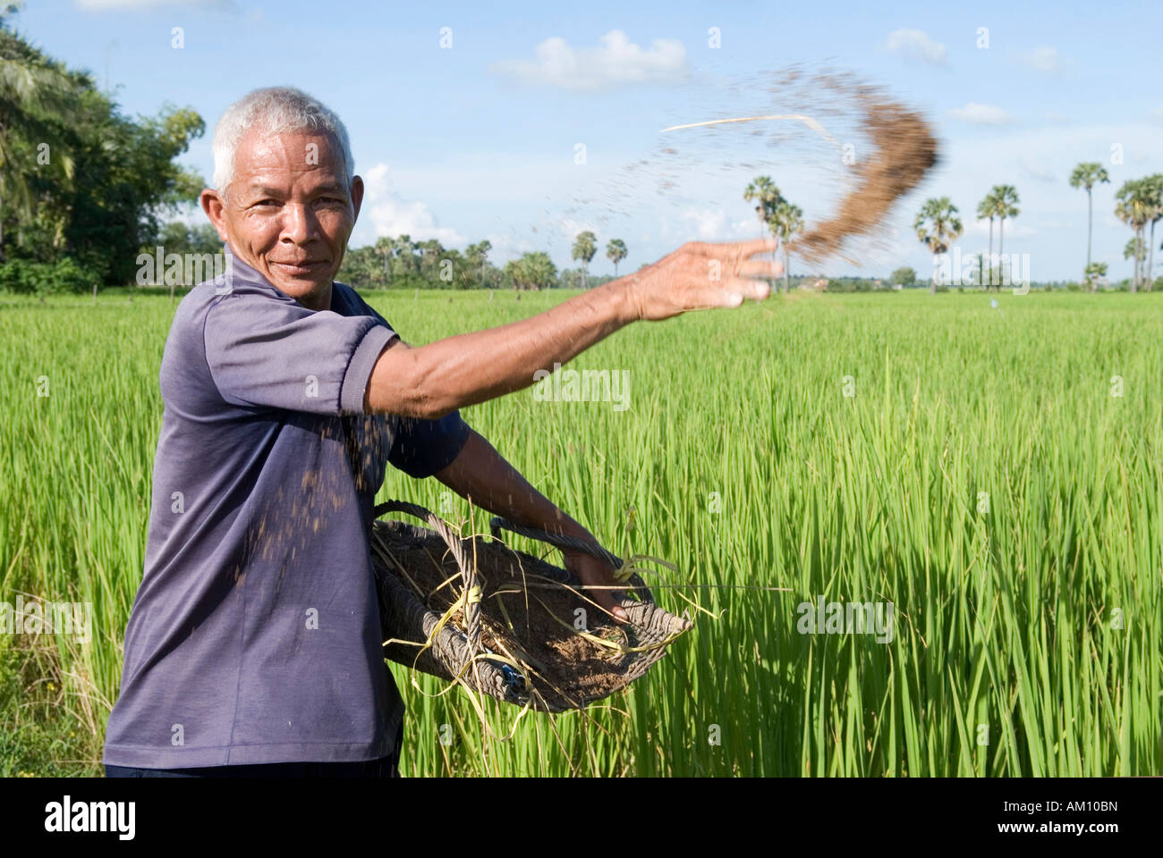 Agricoltore mettendo il fertilizzante naturale per il suo campo di riso, provincia di Takeo, Cambogia Foto Stock