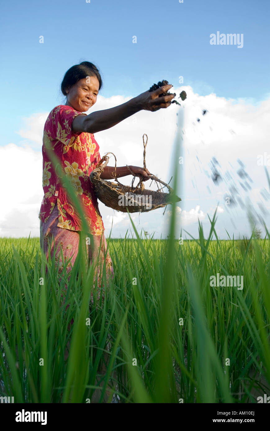 Gli agricoltori donna mettendo il fertilizzante naturale su un campo di riso, provincia di Takeo, Cambogia Foto Stock