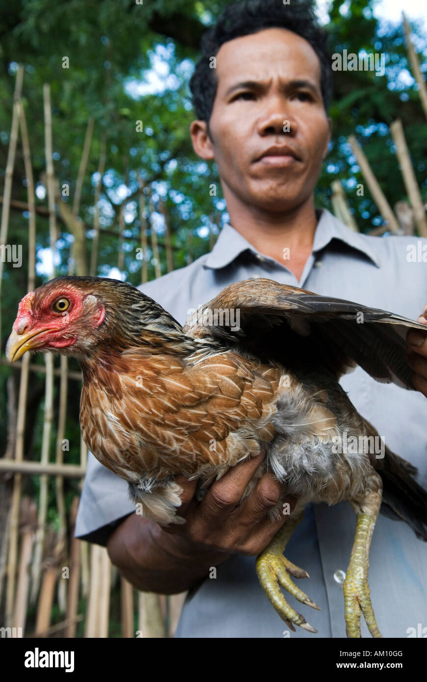 Contadino con pollo, Takeo Provincia, Cambogia Foto Stock