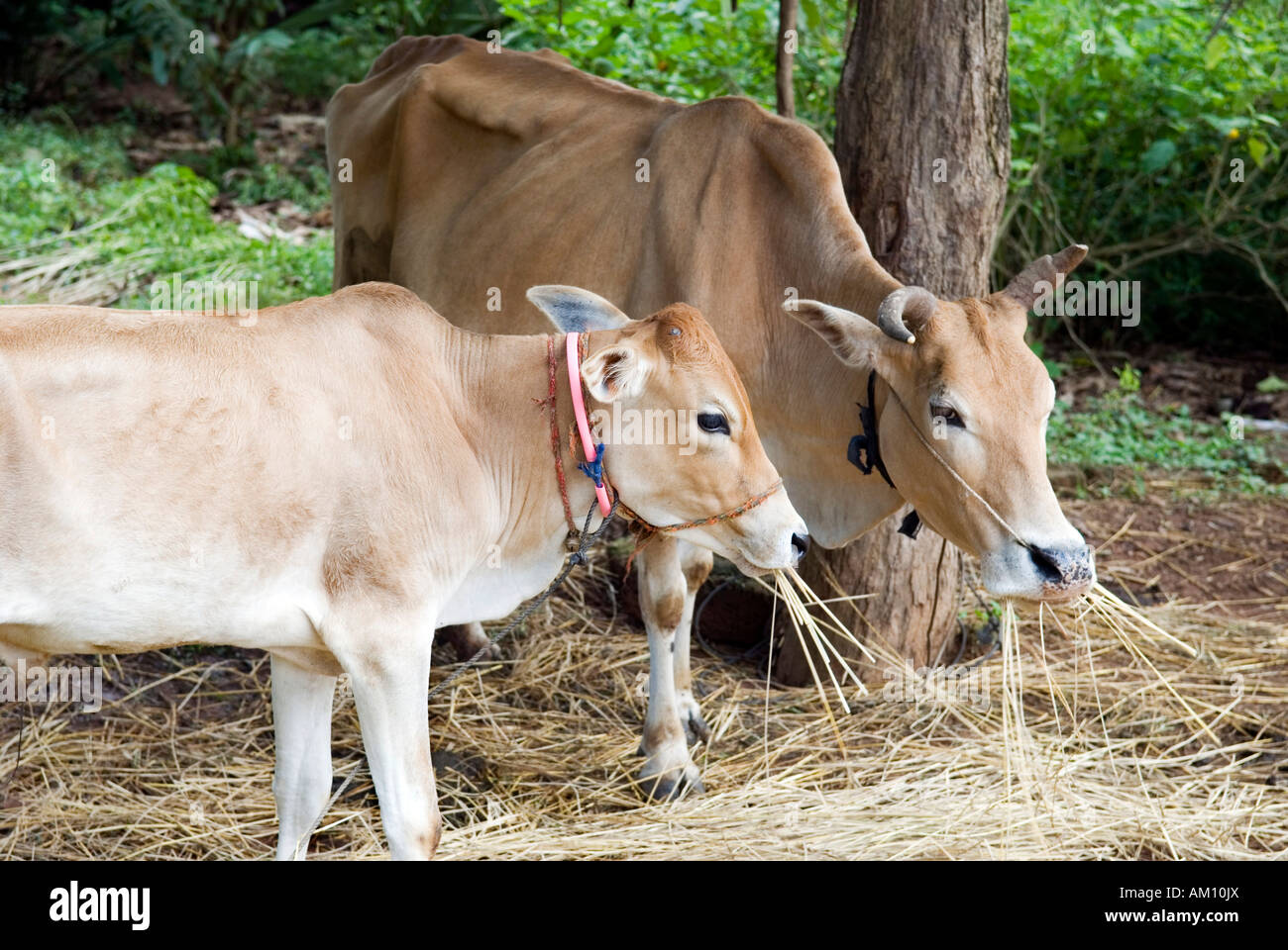 Le vacche in una fattoria di mangiare il fieno, Takeo Provincia, Cambogia Foto Stock