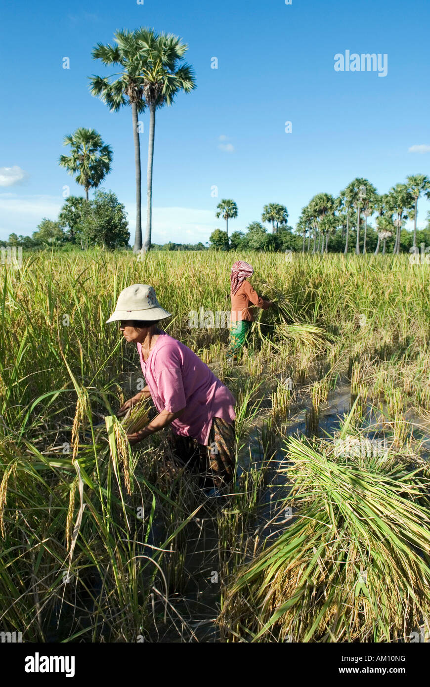 Le donne la mietitura del riso, provincia di Takeo, Cambogia Foto Stock