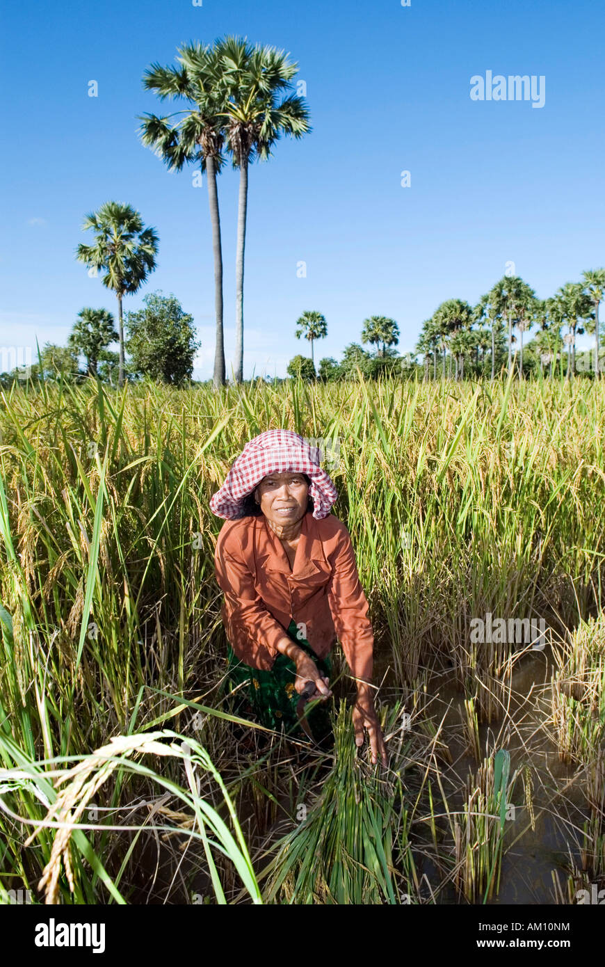 La donna la mietitura del riso, provincia di Takeo, Cambogia Foto Stock