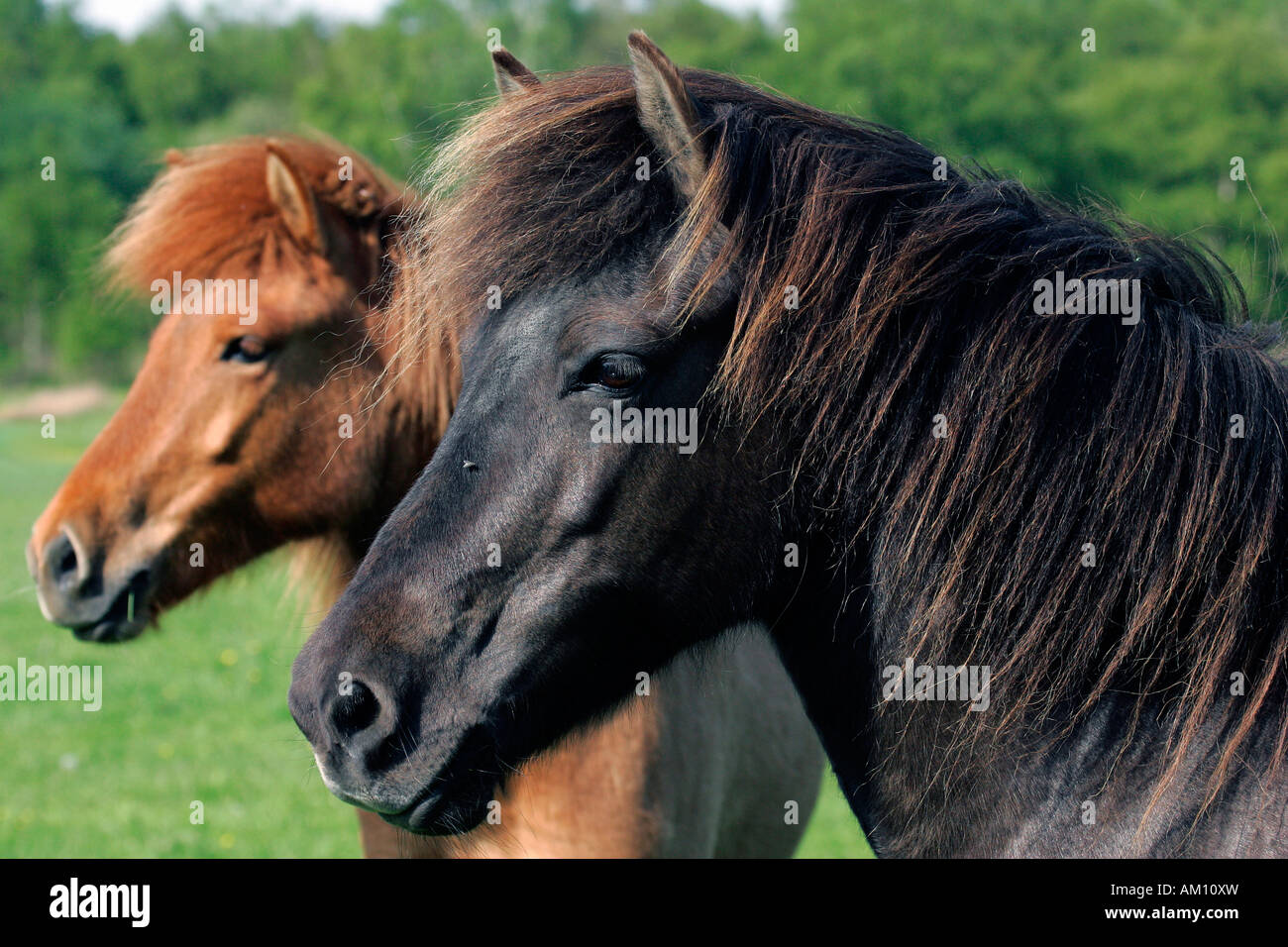 Due icelandhorses - ritratto - cavalli domestici (Equus przewalskii f. caballus) Foto Stock