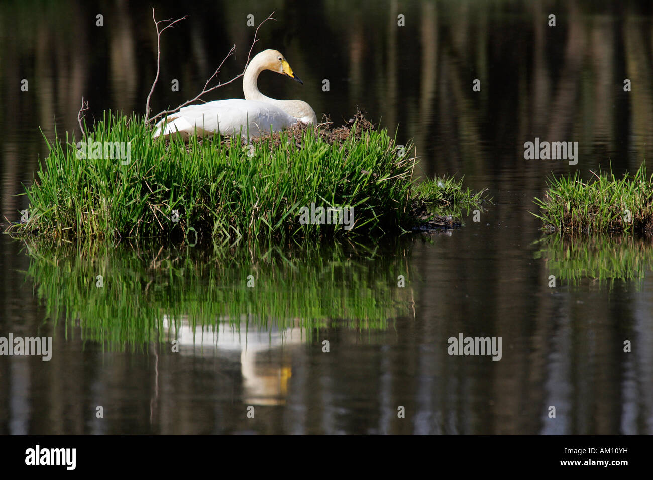 La nidificazione whooper swan (Cygnus cygnus) Foto Stock