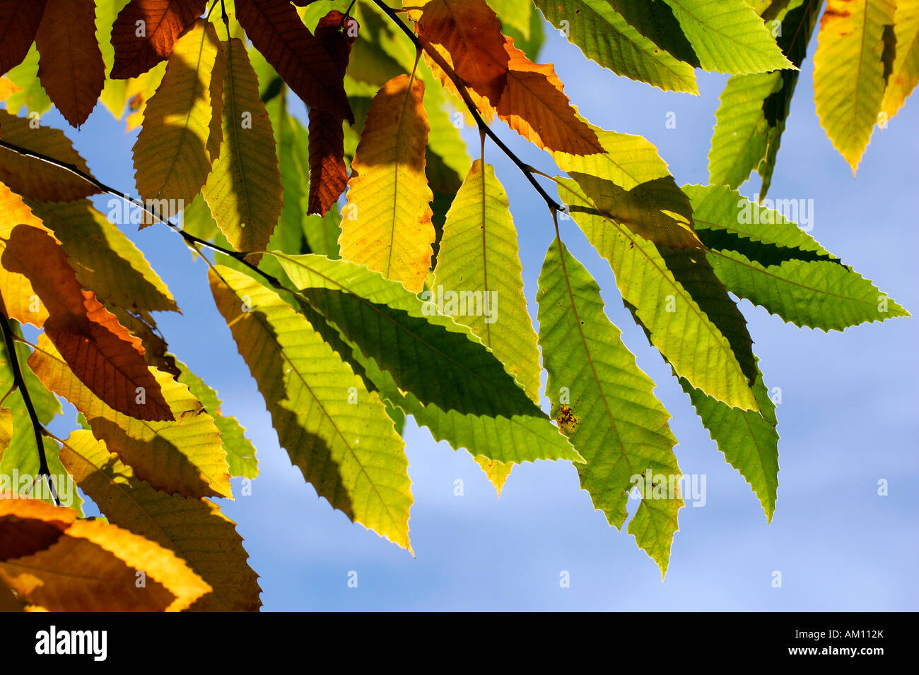Castagno - Sweet Chestnut - foglie colorate in autunno (Castanea sativa) Foto Stock