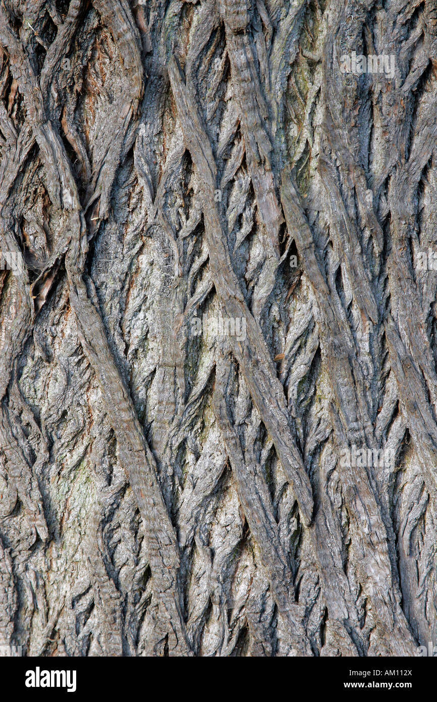 Corteccia di un vecchio albero di castagno - Castagno - dolce castagno (Castanea sativa) Foto Stock