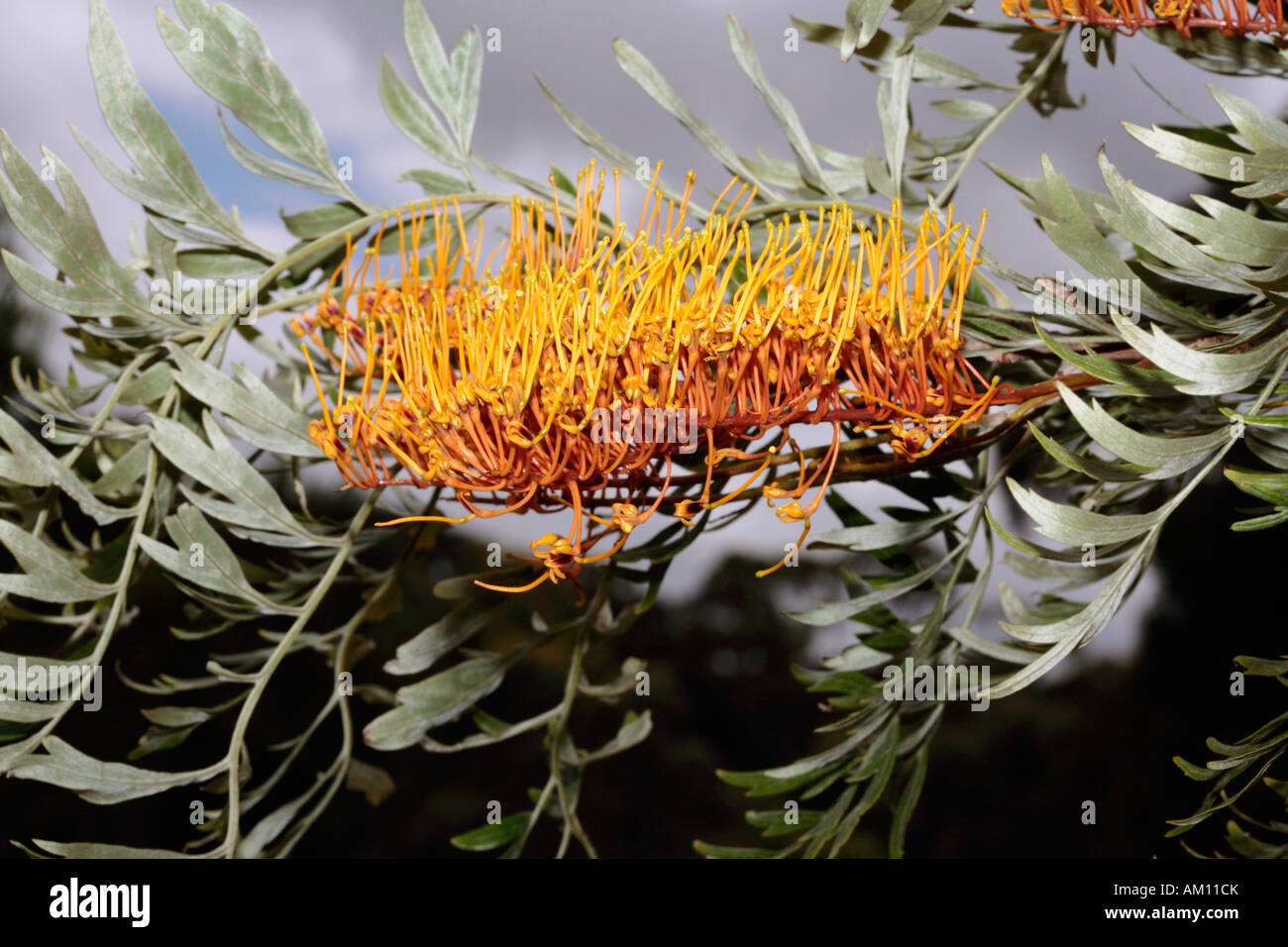 Close-up di Silky Oak/Southern Silky Oak/Australian argento fiore di quercia semplicemente aprendo- Robusta di Grevillea - Famiglia Proteaceae Foto Stock