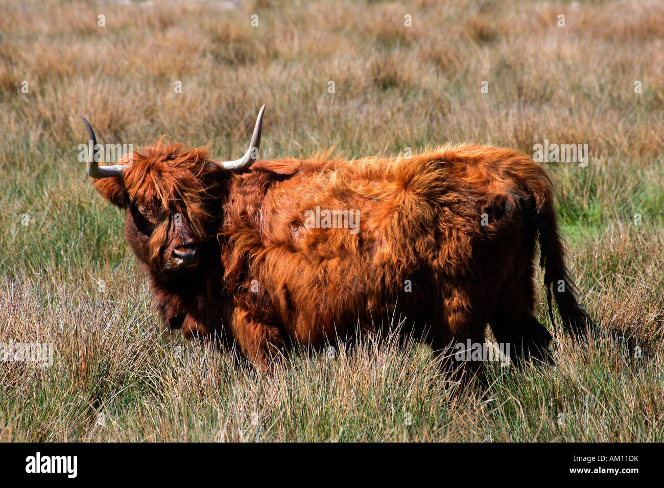 Gli animali domestici della specie bovina - bovini highland - Scottish highland bovini (Bos primigenius f. taurus) Foto Stock