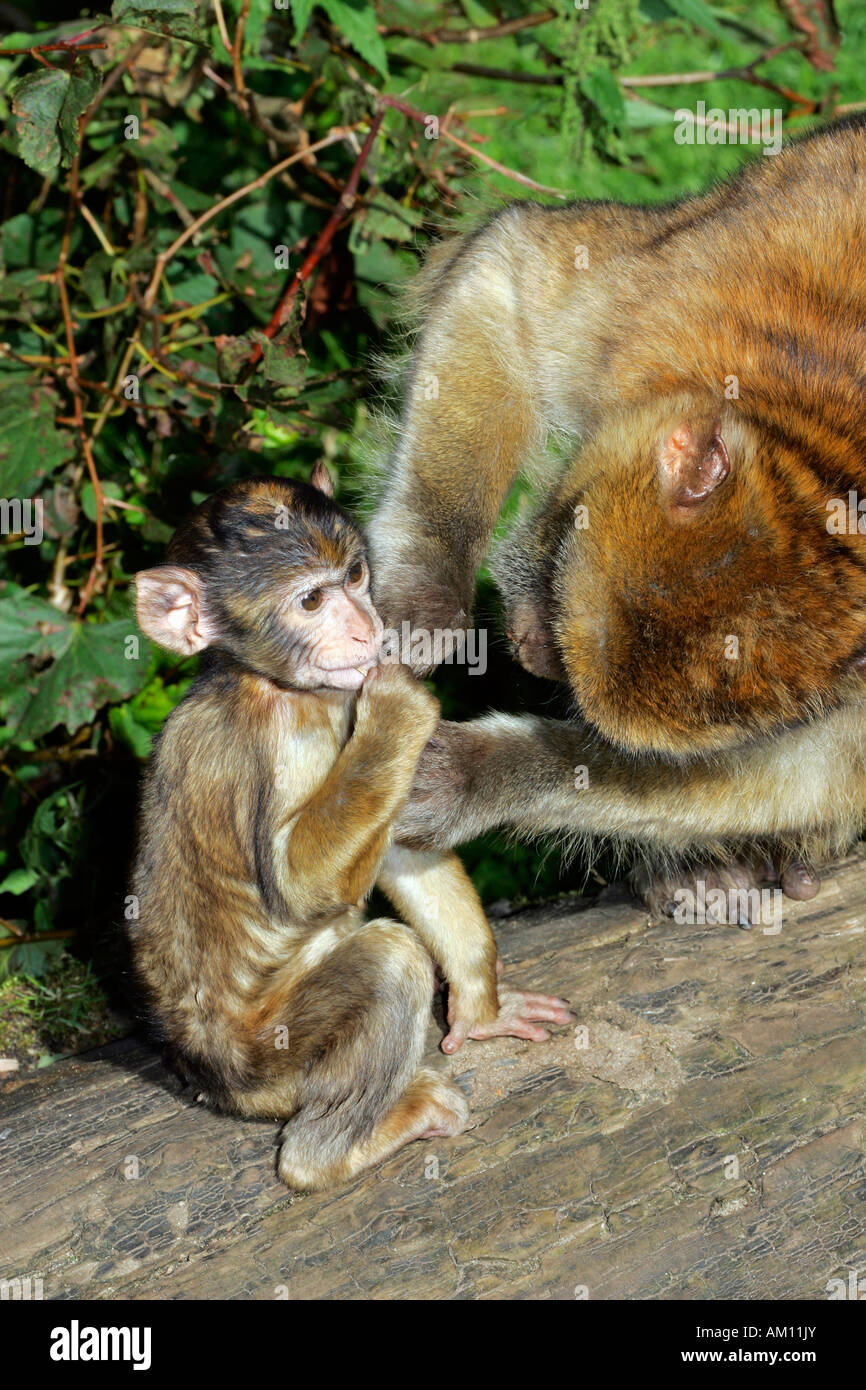 Macachi - femmina delouses suo cub - barbary macaque (Macaca sylvanus) Foto Stock