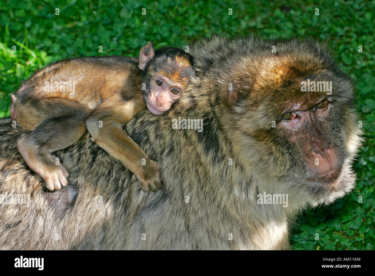 Macachi - femmina con cub sul retro - barbary macaque (Macaca sylvanus) Foto Stock