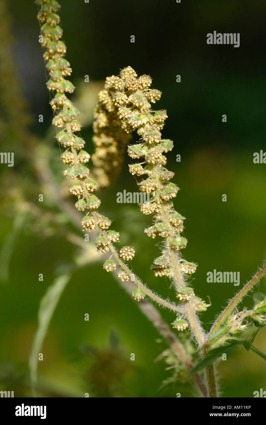 L Ambrosia comune, Ambrosia artemisiifolia Foto Stock