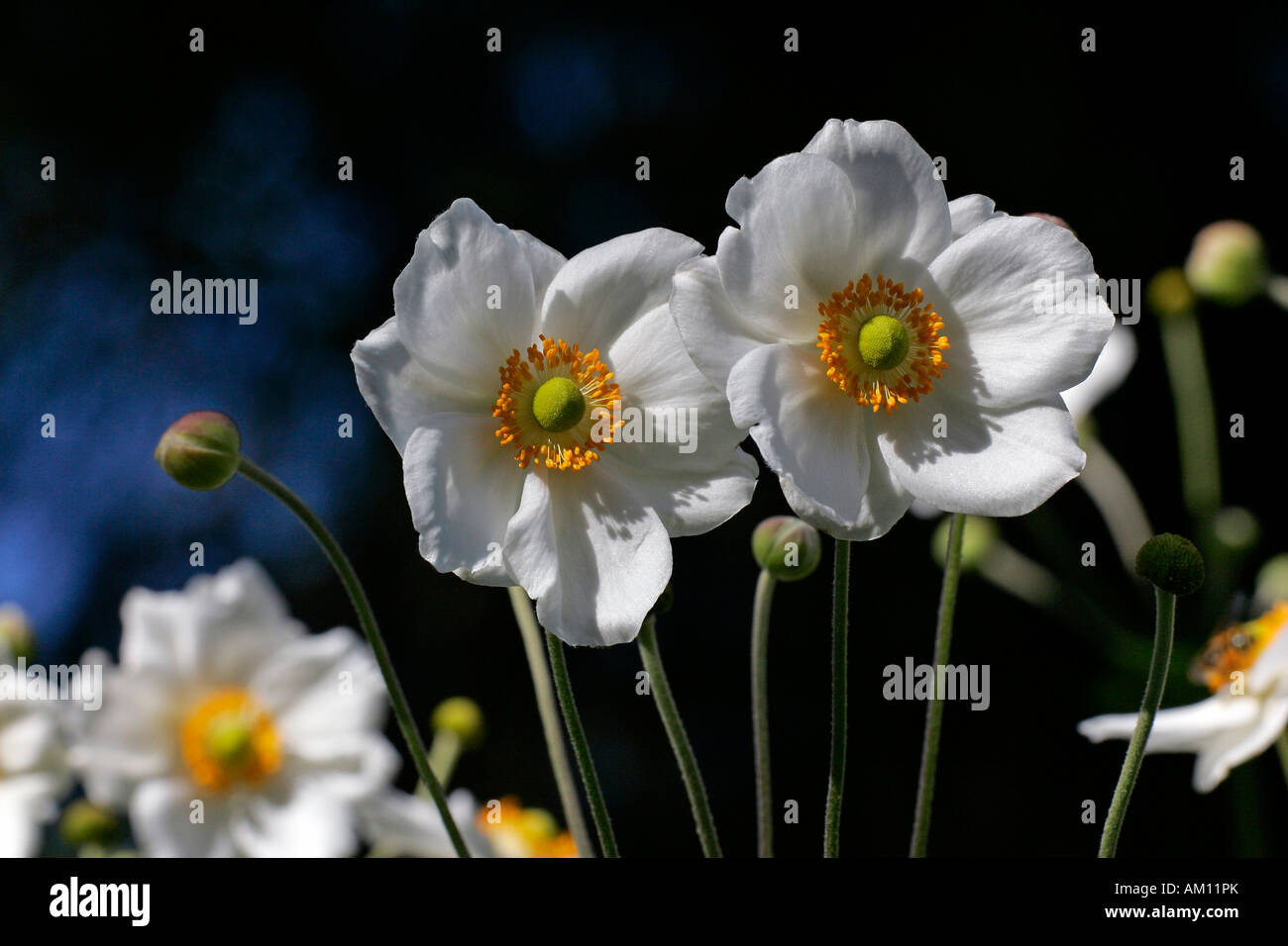 Fioritura giapponese cultivar anemone Honorine Jobert (Anemone x hybrida Honorine Jobert) Foto Stock