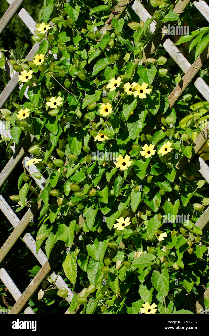 Black-eyed-susan (Thunbergia alata) Foto Stock