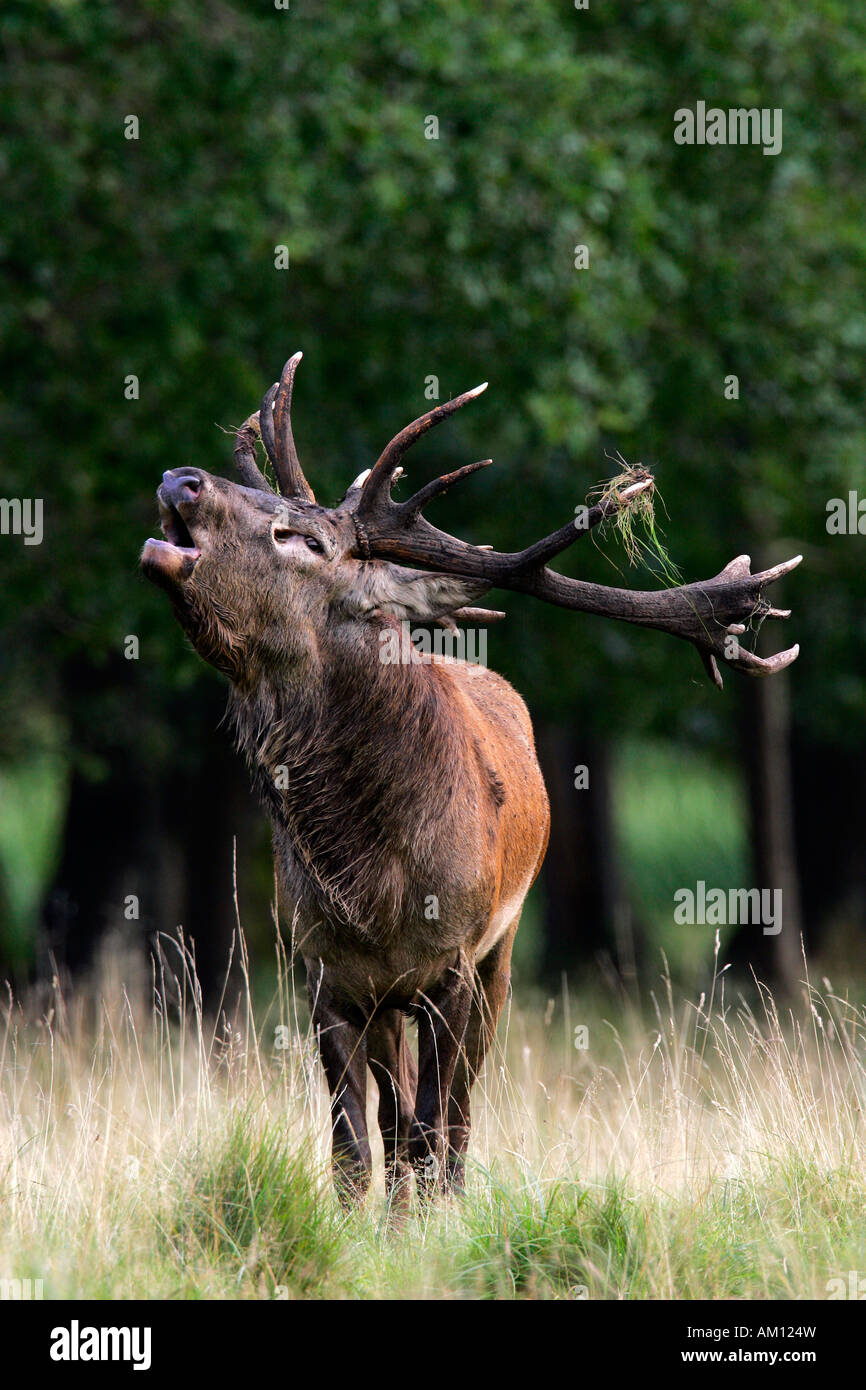 Bicchieratura red stag durante il rut - cervi in calore - maschio (Cervus elaphus) Foto Stock