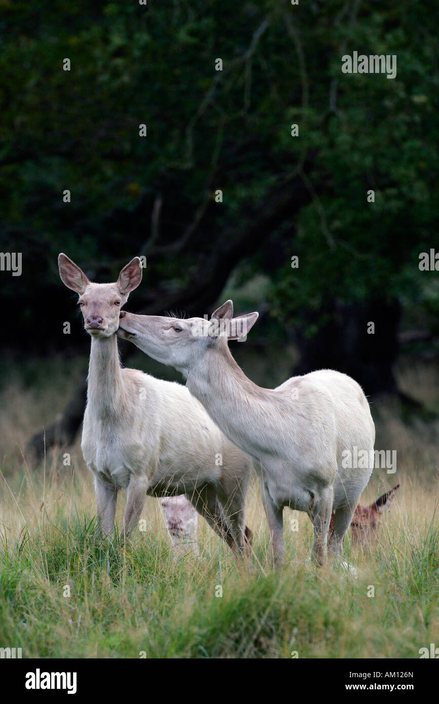 Vigile femmina bianco cervi durante la routine - bianco cerve - il comportamento sociale (Cervus elaphus) Foto Stock