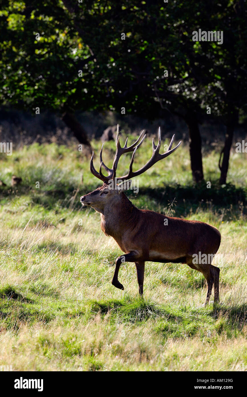 Il cervo rosso durante la routine - cervi in calore - comportamento - maschio (Cervus elaphus) Foto Stock