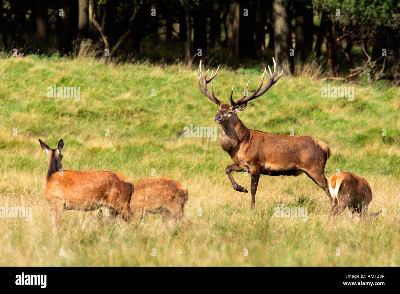 Il cervo rosso durante la routine di cerve - cervi in calore - maschio e femmina - comportamento (Cervus elaphus) Foto Stock