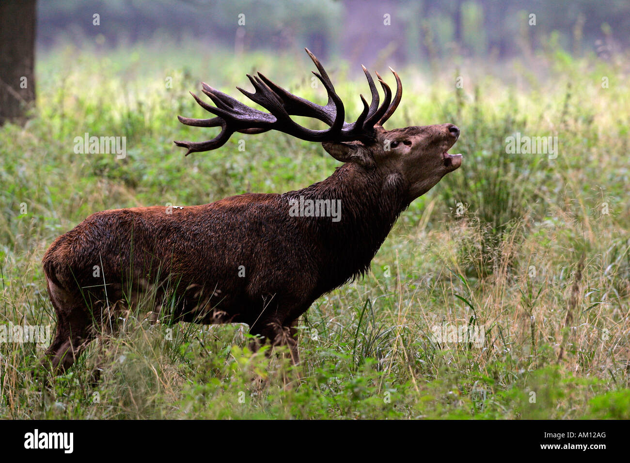 Bicchieratura red stag durante il rut - cervi in calore - maschio (Cervus elaphus) Foto Stock