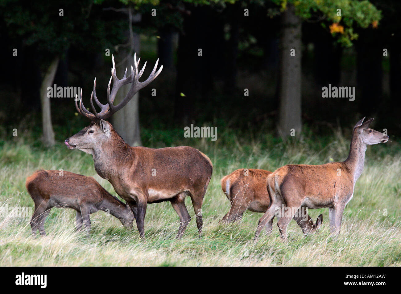 Il cervo rosso durante la routine di cerve - cervi in calore - maschio e femmina - comportamento (Cervus elaphus) Foto Stock