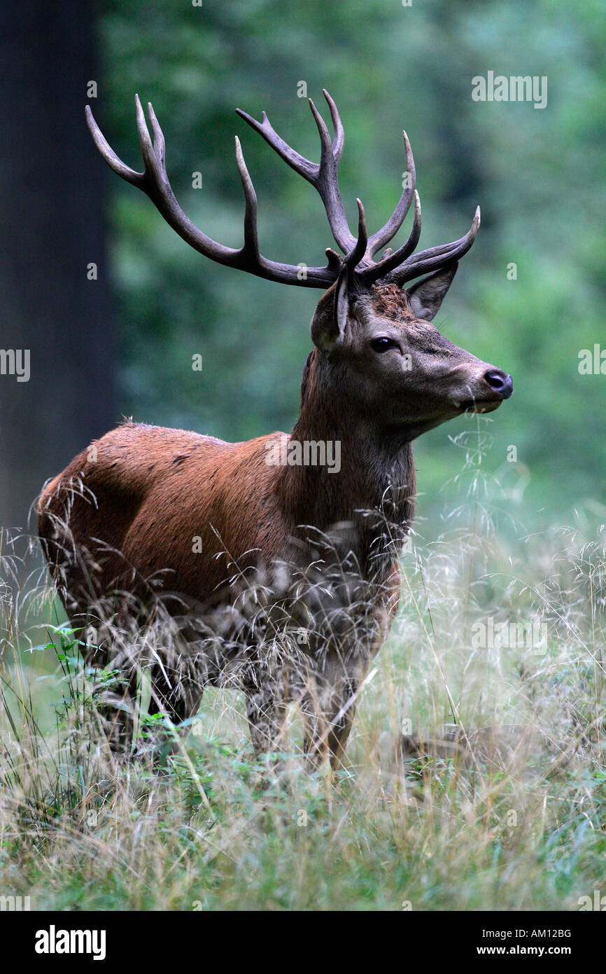 Rosso giovane cervo durante il rut - cervo rosso - maschio (Cervus elaphus) Foto Stock