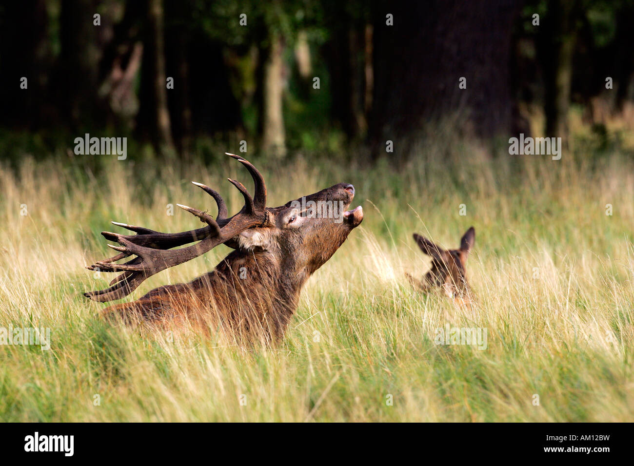 Bicchieratura red stag durante la routine con hind - cervi in calore - maschio e femmina (Cervus elaphus) Foto Stock