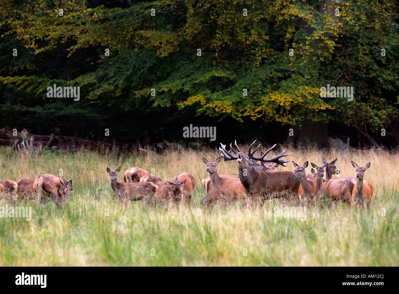 Bicchieratura red stag durante la routine di cerve - cervi in calore (Cervus elaphus) Foto Stock