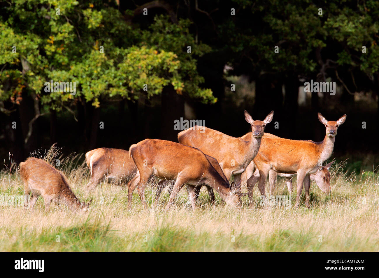 Femmina vigile cervi durante la routine - cerve (Cervus elaphus) Foto Stock