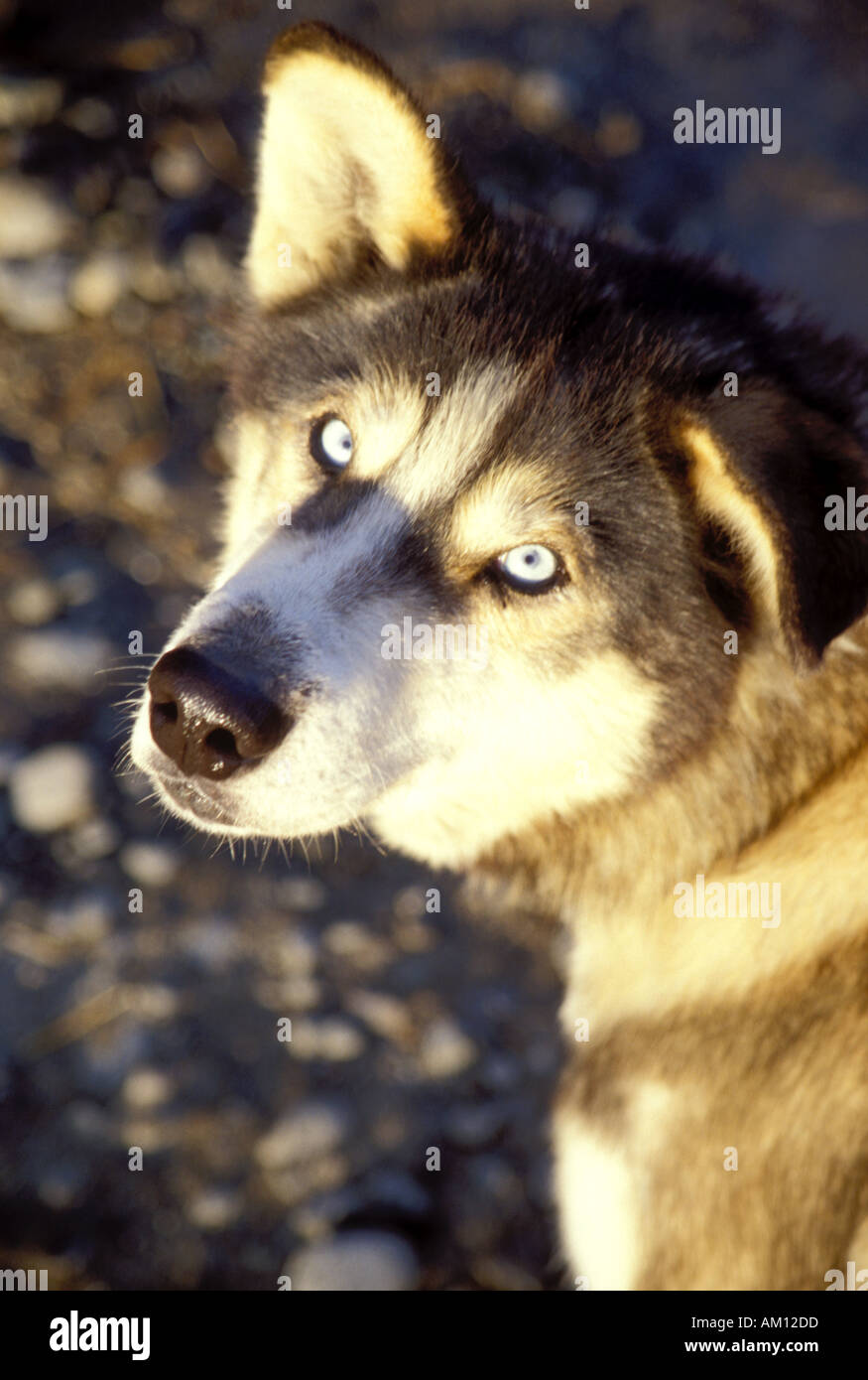 Alaskan Sled Dog Foto Stock