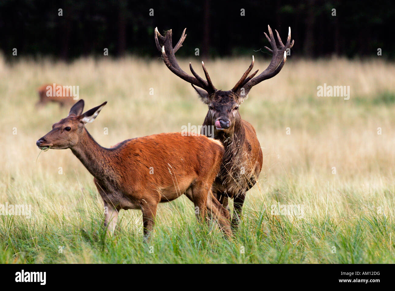 Il cervo rosso durante la routine seguente un hind - cervi in calore - comportamento - maschio e femmina (Cervus elaphus) Foto Stock