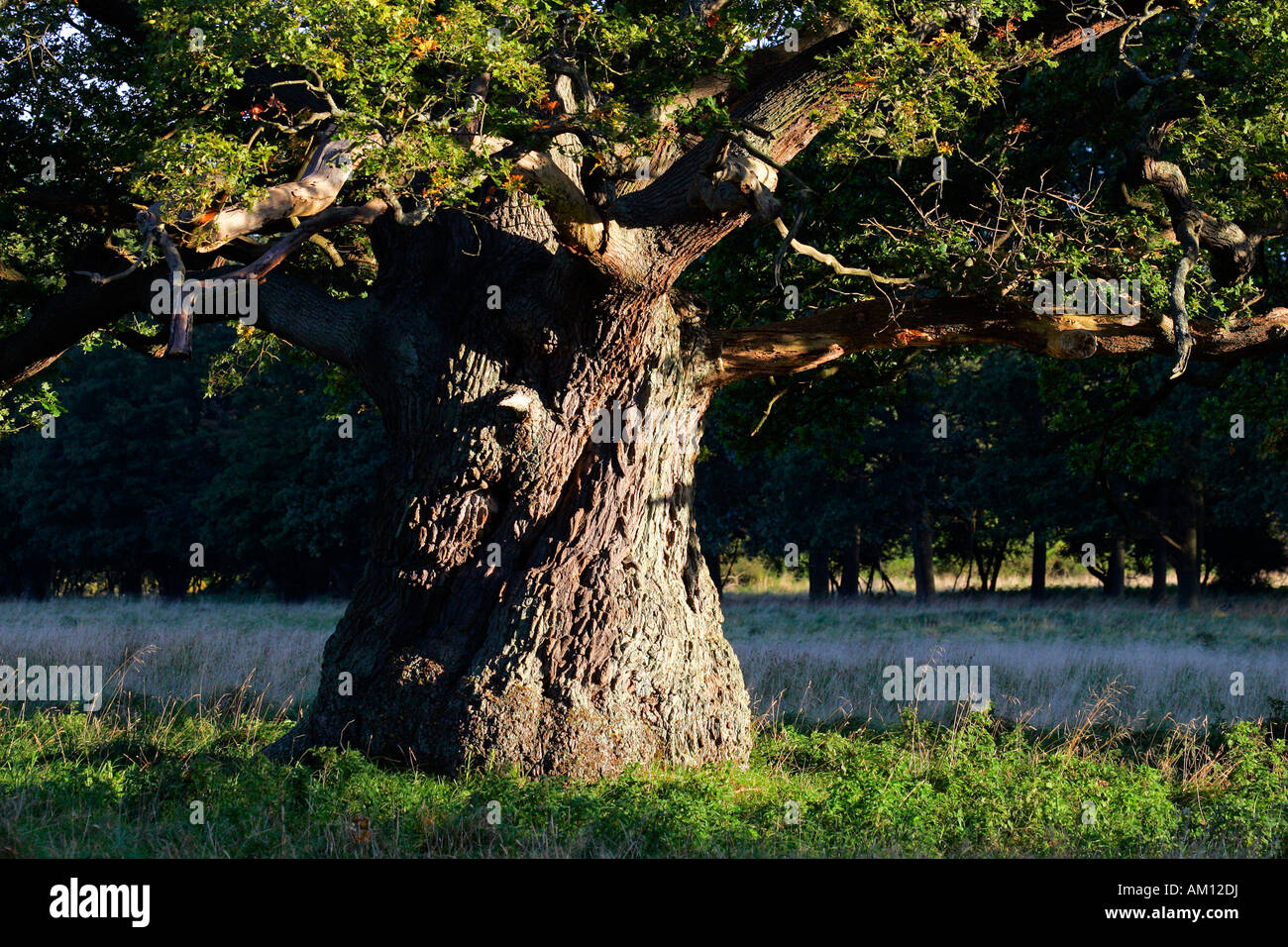 Molto forte e vecchia quercia inglese - grande tronco di albero - farnia (Quercus robur) Foto Stock