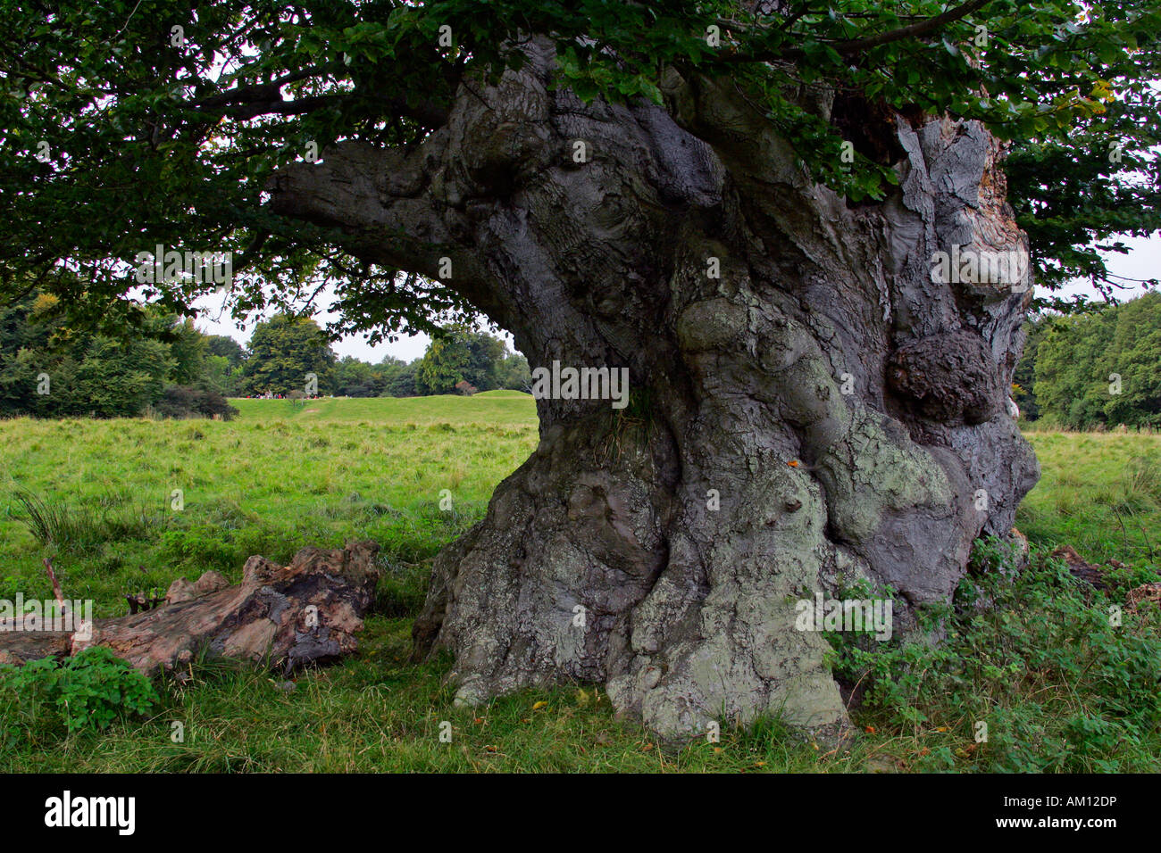 Molto forte e vecchio faggio comune - grande tronco di albero (Fagus sylvatica) Foto Stock