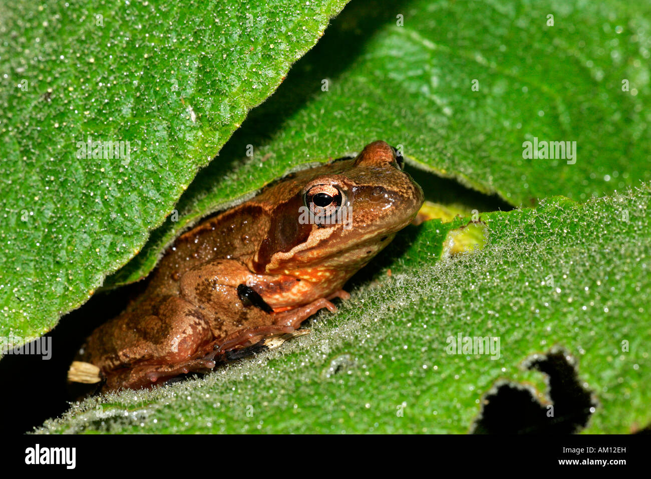 Rana comune nascosto tra le foglie - erba (rana temporaria Rana) Foto Stock
