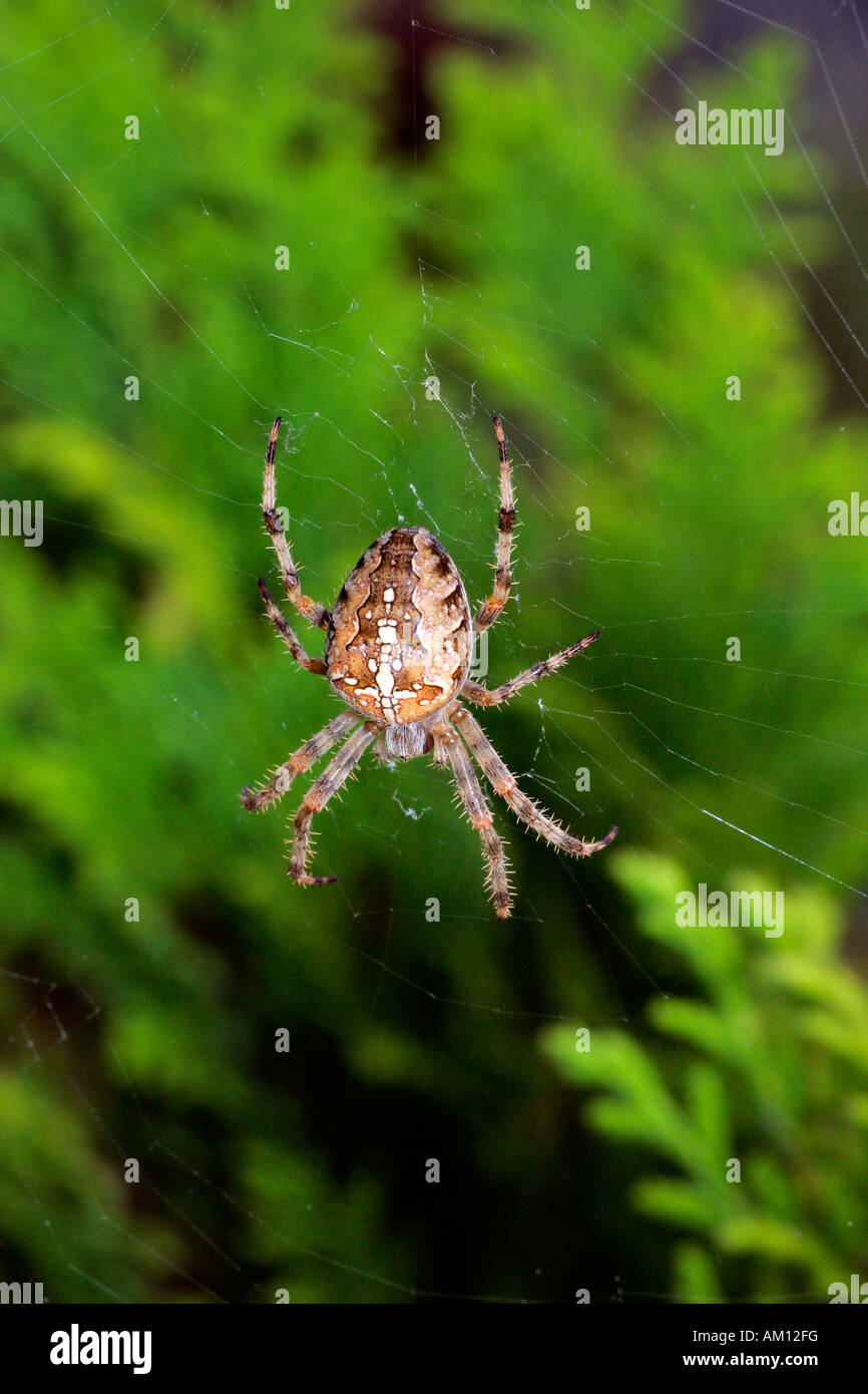 Croce spider - spiderweb - croce orbweaver - giardino europeo spider (Araneus diadematus) Foto Stock