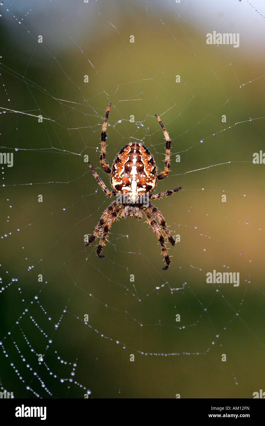 Croce spider - spiderweb con dewdrops - croce orbweaver - giardino europeo spider (Araneus diadematus) Foto Stock