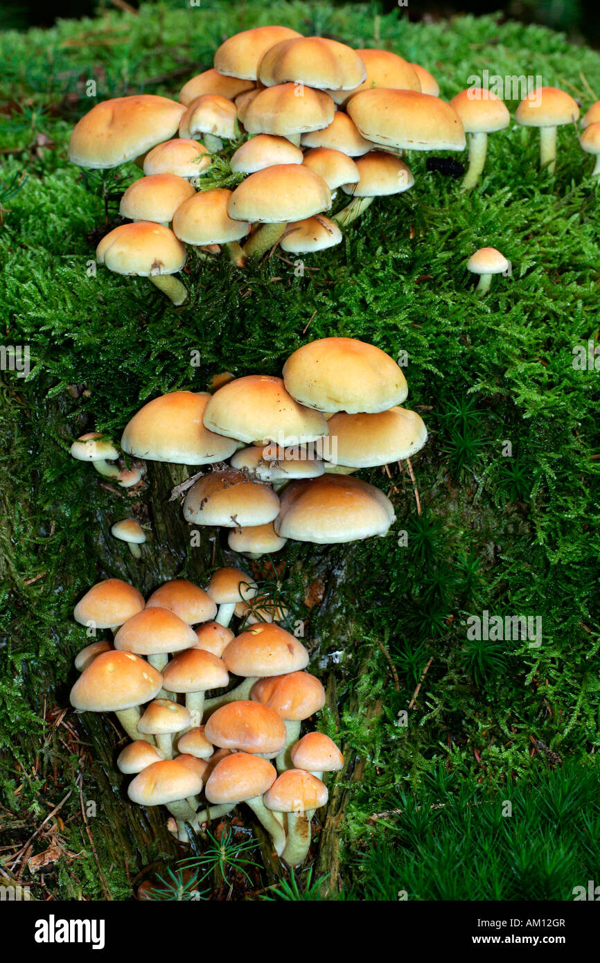 Ciuffo di zolfo - ciuffo di zolfo - funghi su un avanzo di coperta con moss - toadstool (Hypholoma fasciculare) Foto Stock