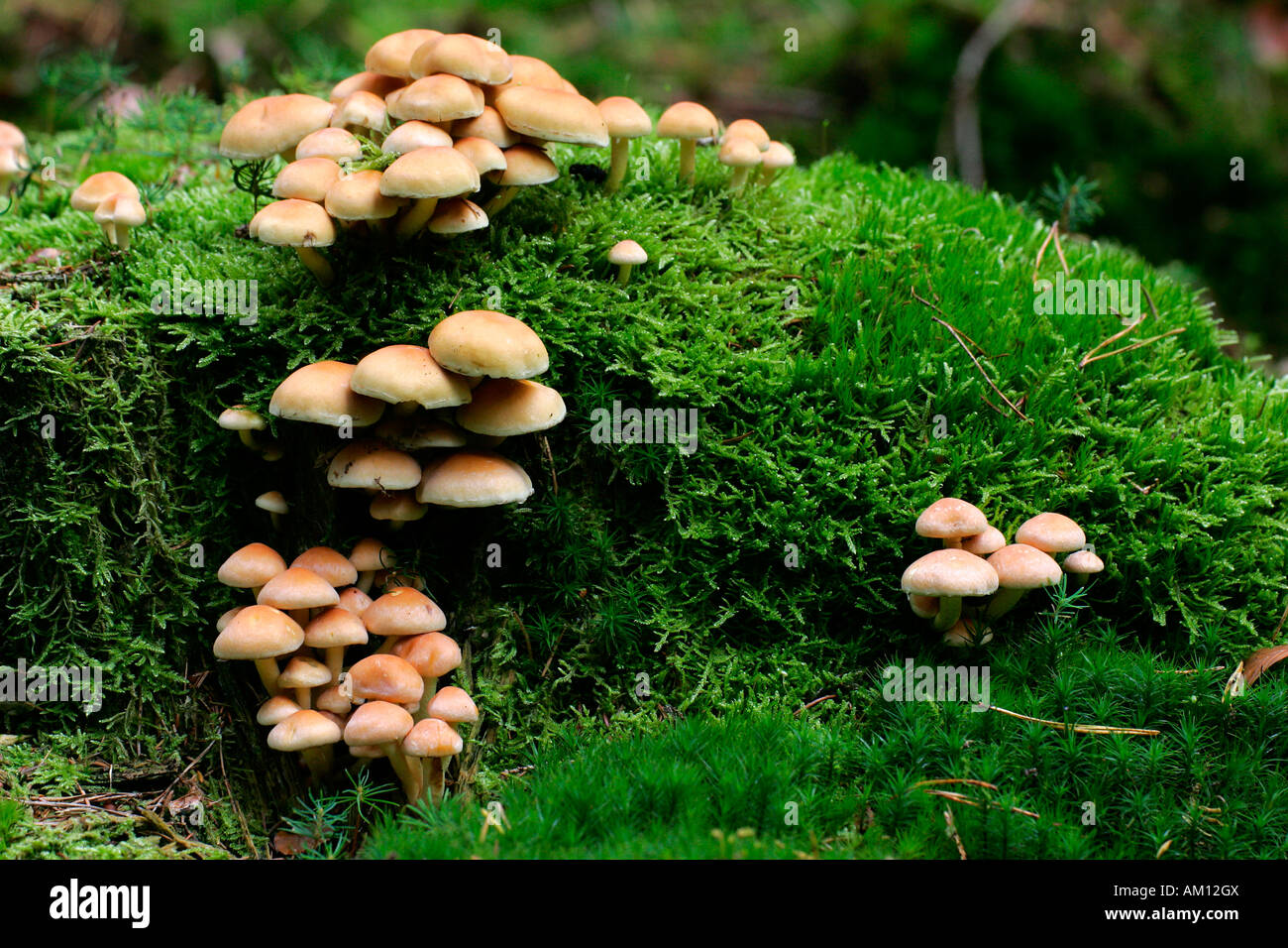 Ciuffo di zolfo - ciuffo di zolfo - funghi su un avanzo di coperta con moss - toadstool (Hypholoma fasciculare) Foto Stock