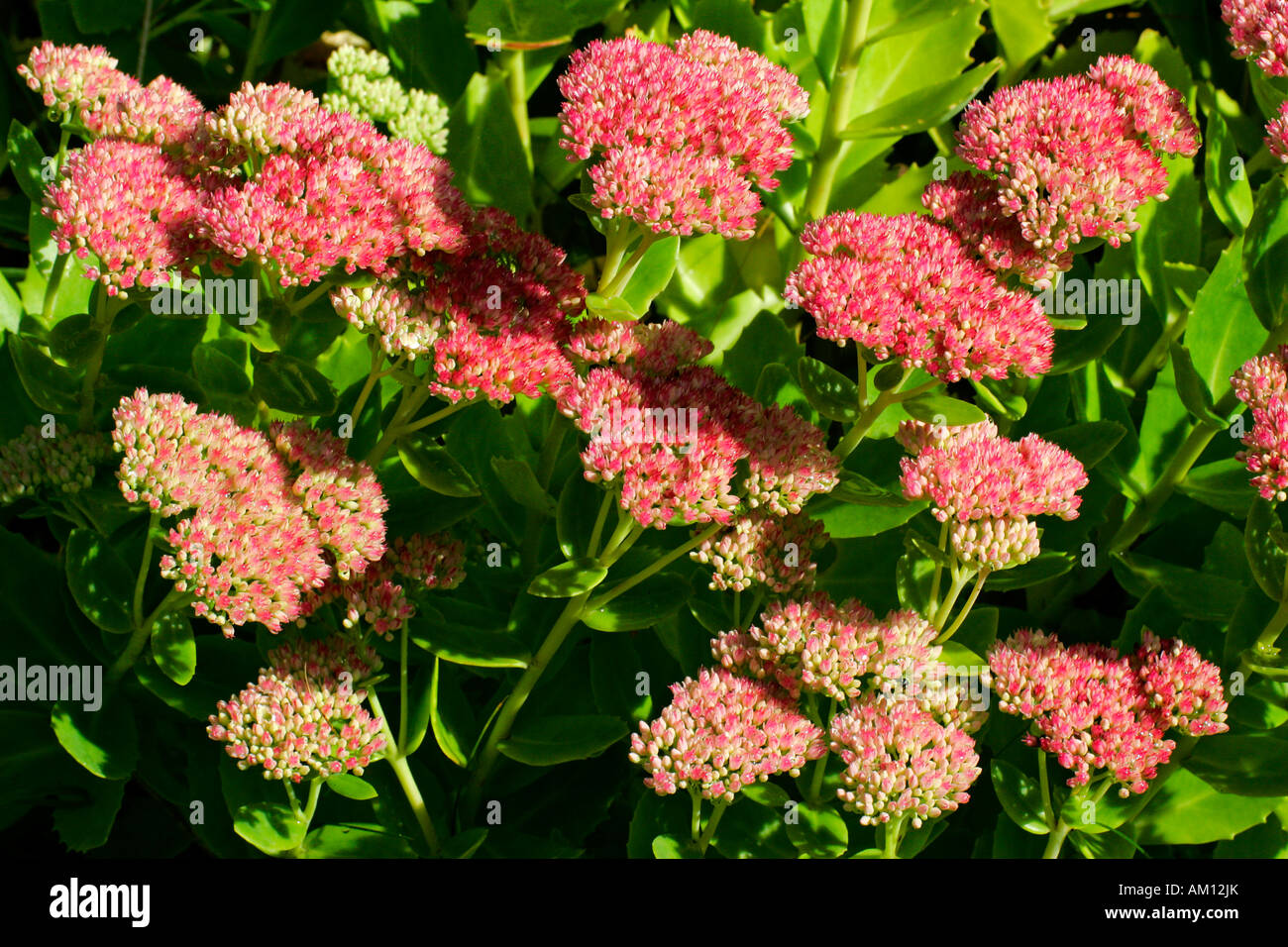 Fioritura stonecrop - sedum live-forever - orpine - livelong (Sedum telephium cultivar autunno Gioia) Foto Stock