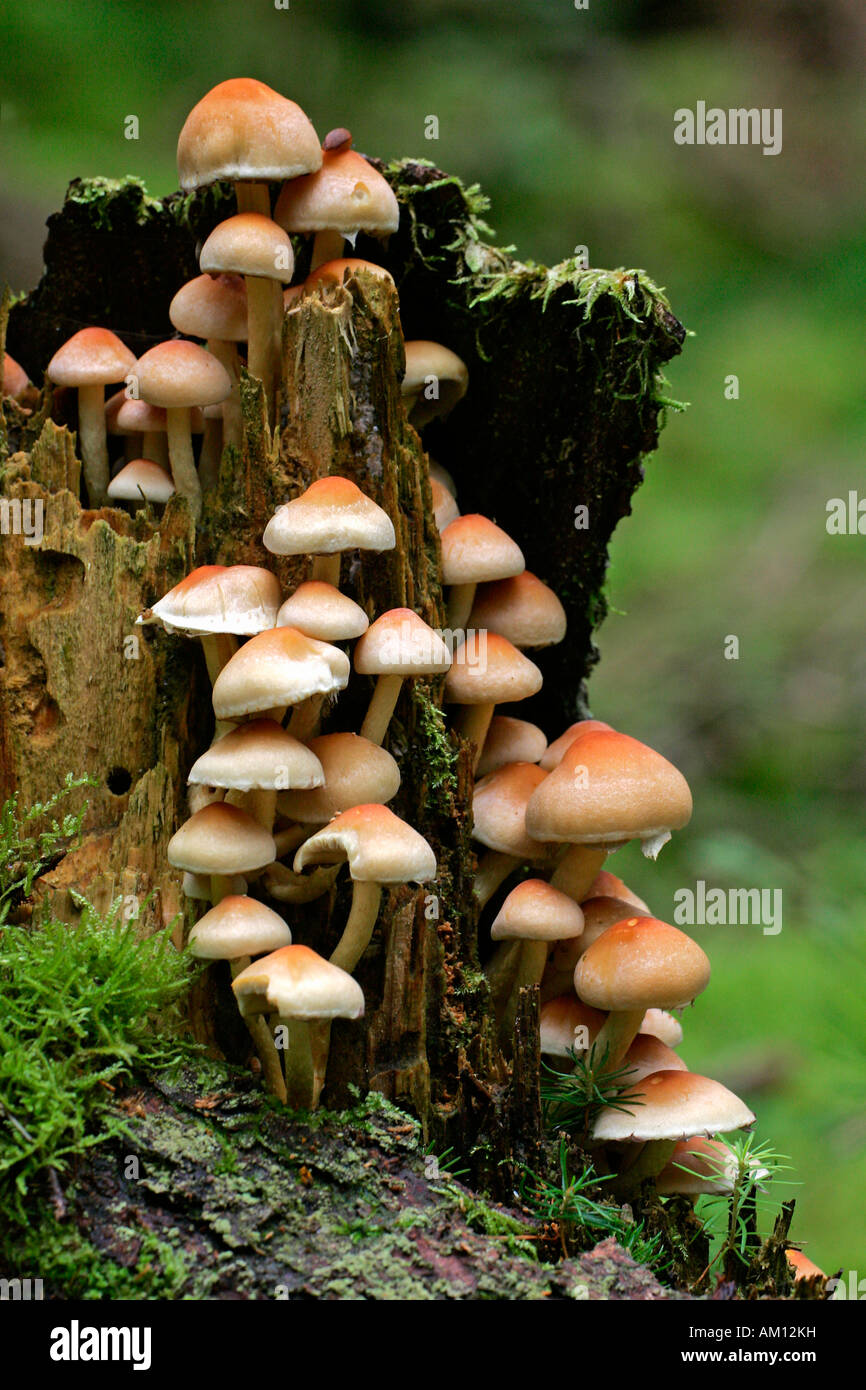 Funghi su un vecchio ceppo di albero (Hypholoma capnoides) Foto Stock
