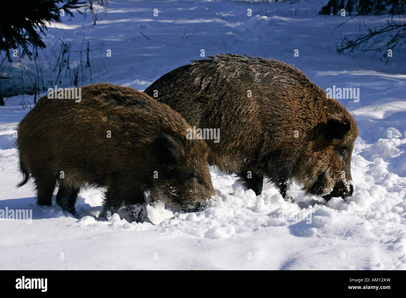 Cinghiali in snowcovered winterforest (Sus scrofa) Foto Stock