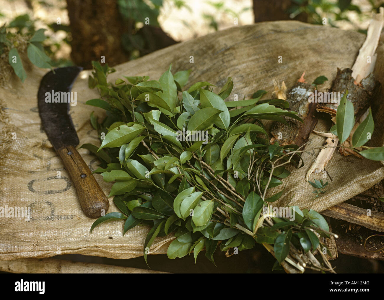 Medicina Ayurvedica, impianti medici e la falce, Horewila Ospedale ayurvedico, Colombo, Sri Lanka, Southasia, Asia Foto Stock