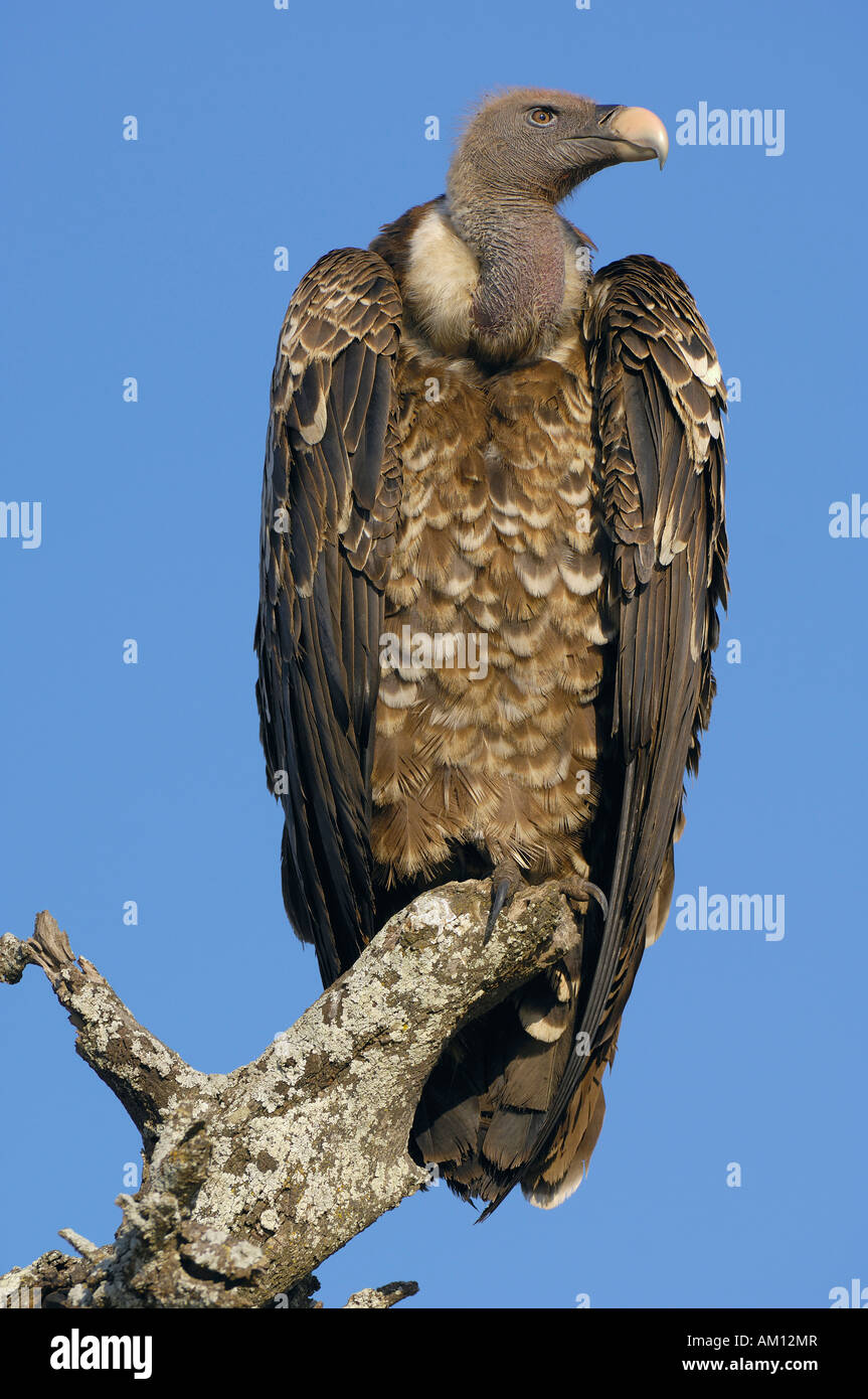 La Rueppell Vulture (Gyps rueppellii), Serengeti, Tanzania Foto Stock