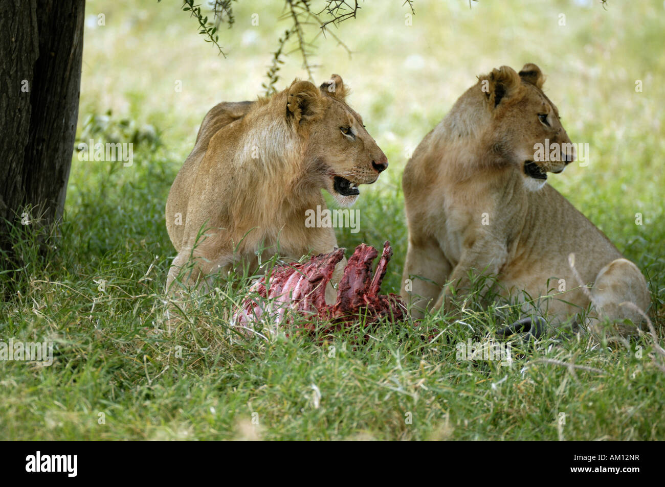 Lion (Panthera leo), due giovani leoni con kill, Sud Serengeti Serengeti Tanzania Foto Stock