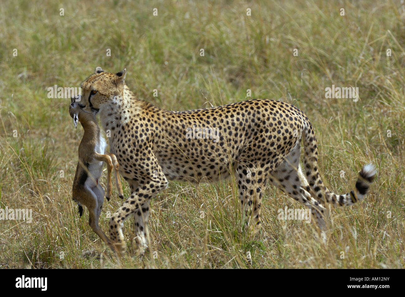Ghepardo (Acinonyx jubatus) con ucciso gazzella baby, il Masai Mara, Kenya Foto Stock