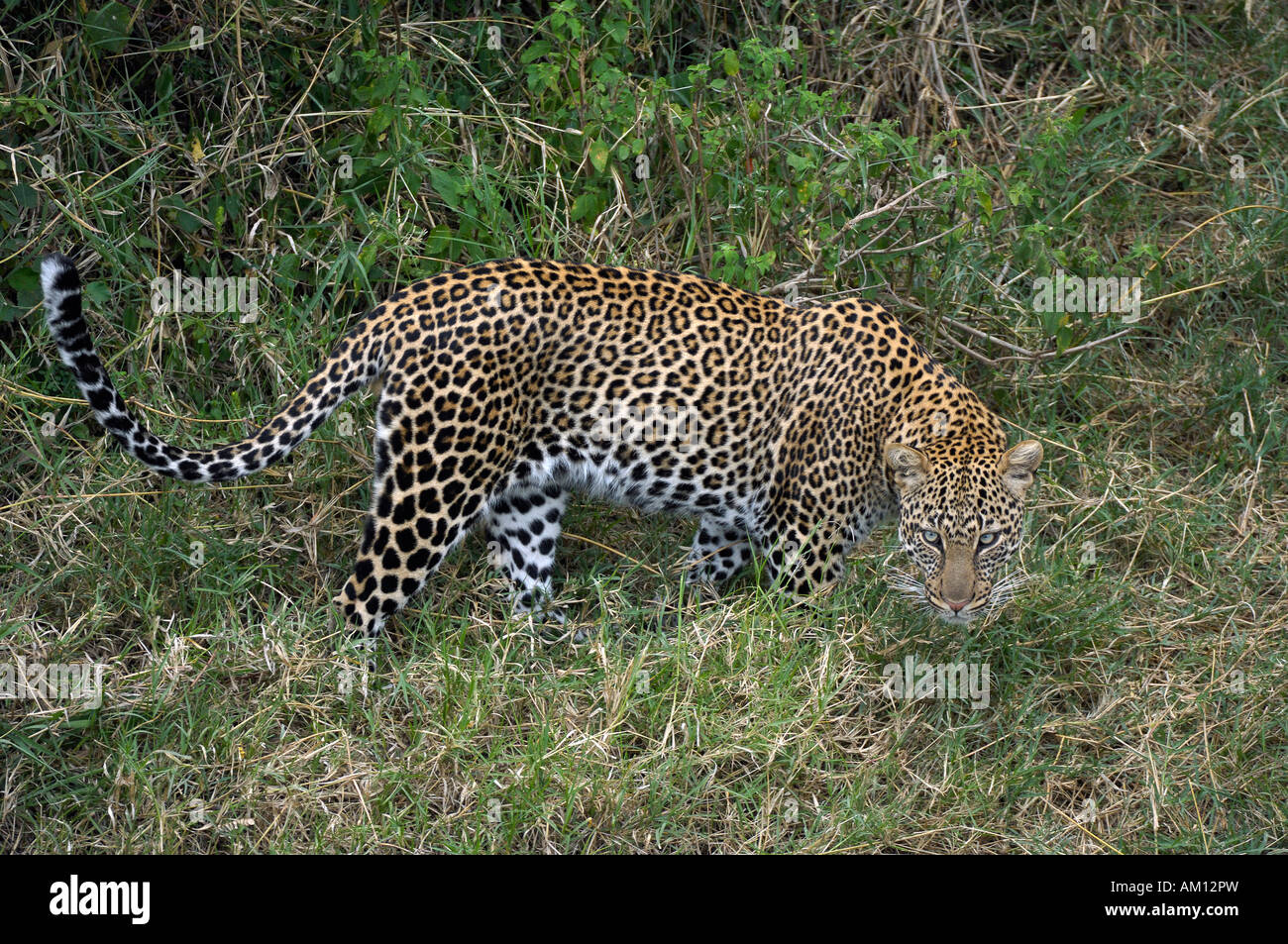 Leopard (Panthera pardus) caccia, Talek River, il Masai Mara, Kenya Foto Stock