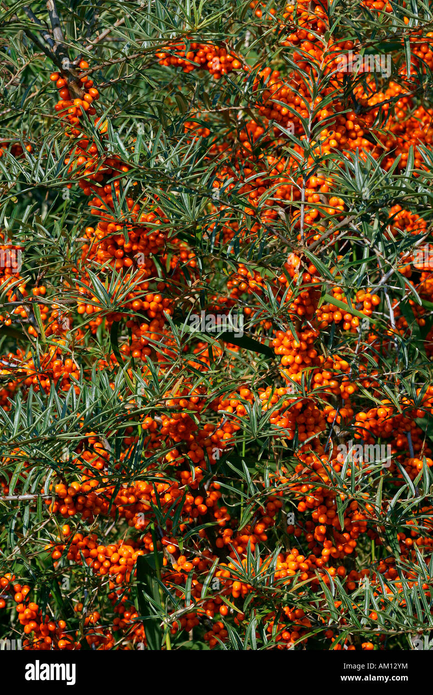 Bacche di olivello spinoso - boccola con frutti di bosco - sallow thorn - pianta medicinale (Hippophae rhamnoides nota) Foto Stock