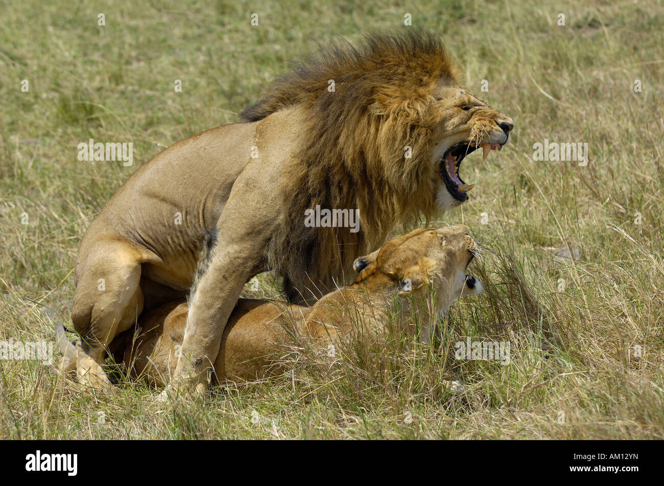 Lion (Panthera leo), coniugata lion giovane, il Masai Mara, Kenya Foto Stock