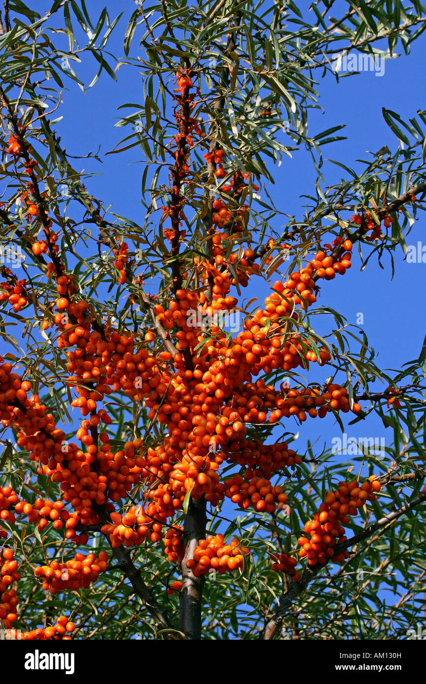 Bacche di olivello spinoso - boccola con frutti di bosco - sallow thorn - pianta medicinale (Hippophae rhamnoides nota) Foto Stock