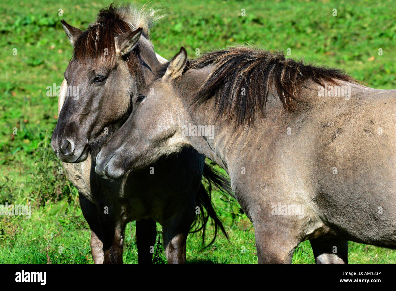 Cavalli Konik - il comportamento sociale (Equus przewalskii f. caballus) Foto Stock