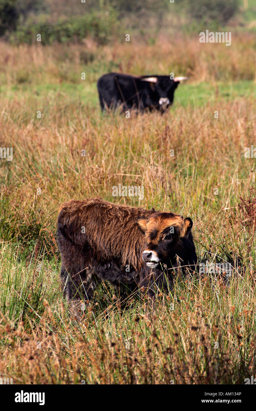 Bovini di Heck - cattles heck - vitello e bull in background (Bos primigenius f. taurus) Foto Stock